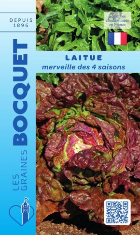 Graines de laitue Merveille des 4 saisons  | Graines Bocquet