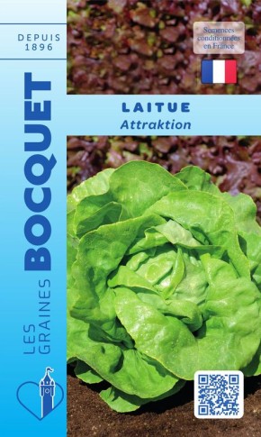 Graines de Laitue d'été Attraktion à semer | Graines Bocquet