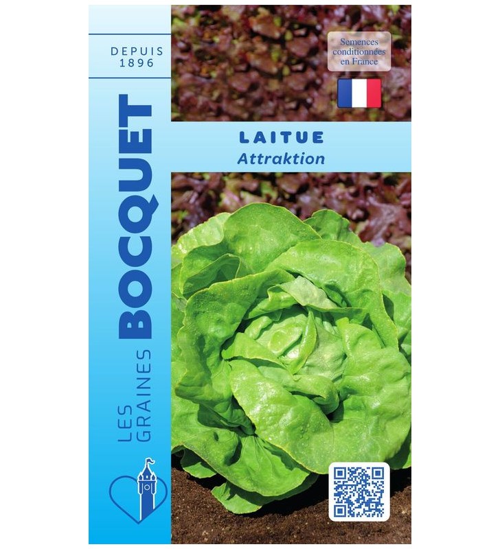 Laitue d'été Attraktion Laitue d'été Attraktion