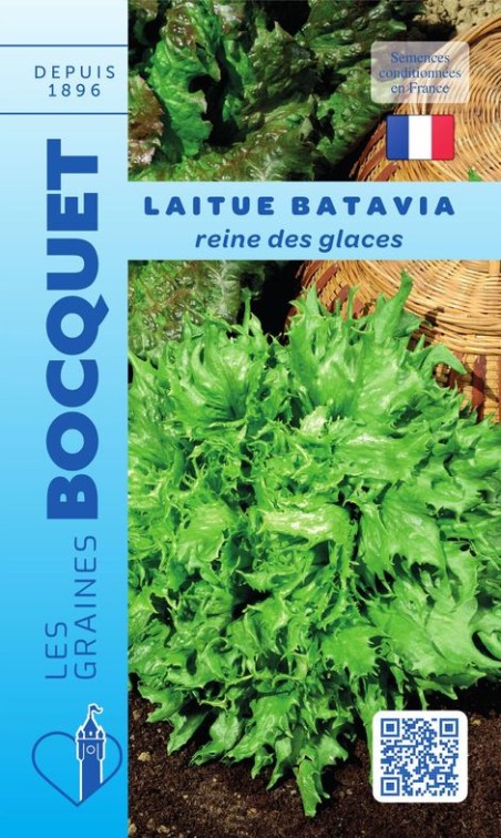 Laitue Batavia Reine des glaces à semer | Les Graines Bocquet