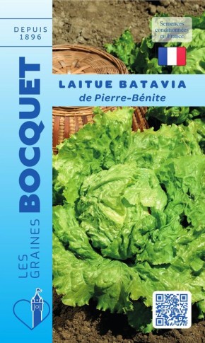 Laitue batavia de Pierre Bénite à semer | Les Graines Bocquet