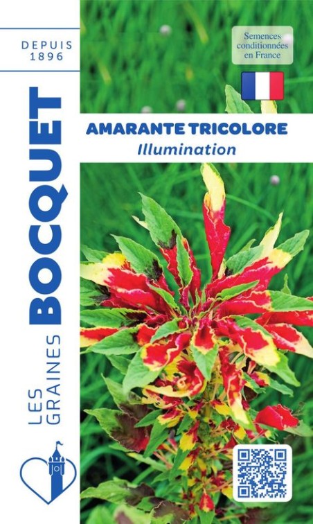 Graines d'Amarante Tricolor Illumination | Graines Bocquet
