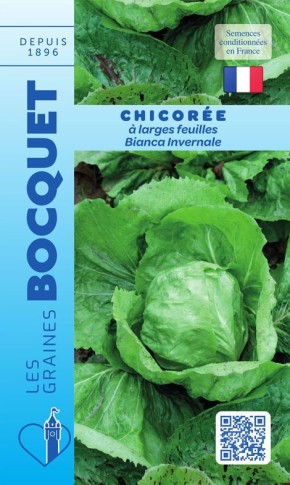 Graines de Chicorée Bianca Invernale à semer | Graines Bocquet
