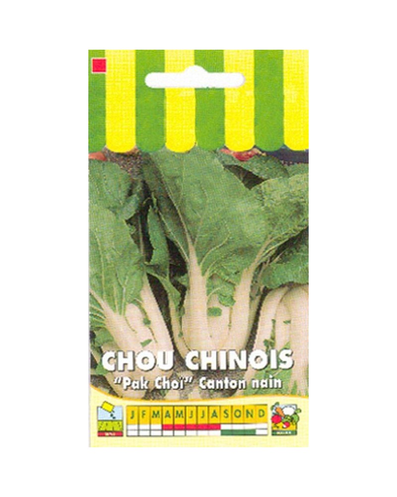 Graines de Chou de Chine Pak Choi Canton nain  | Graines Bocquet