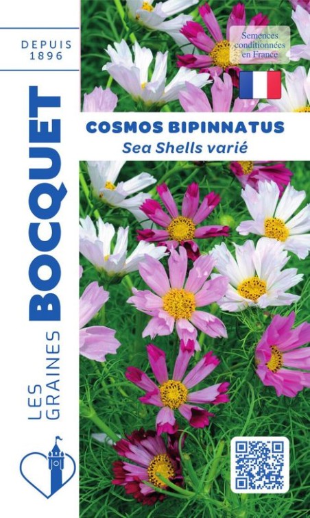 Cosmos bippinatus Sea shelles varié | Les Graines Bocquet