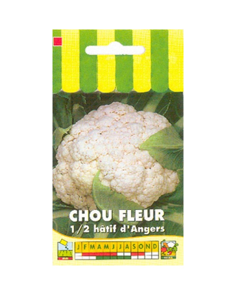 Graines de Chou fleur hâtif d'Angers à semer | Graines Bocquet
