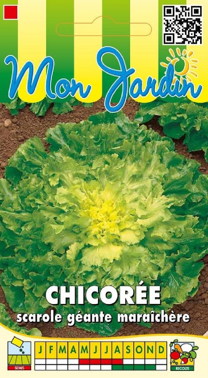Chicorée scarole géante maraîchère Chicorée scarole géante maraîchère