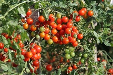 Graines de Tomate Cerise Sweet Baby à semer | Les Graines Bocquet