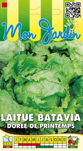 Laitue Batavia dorée de printemps à semer | Graines Bocquet