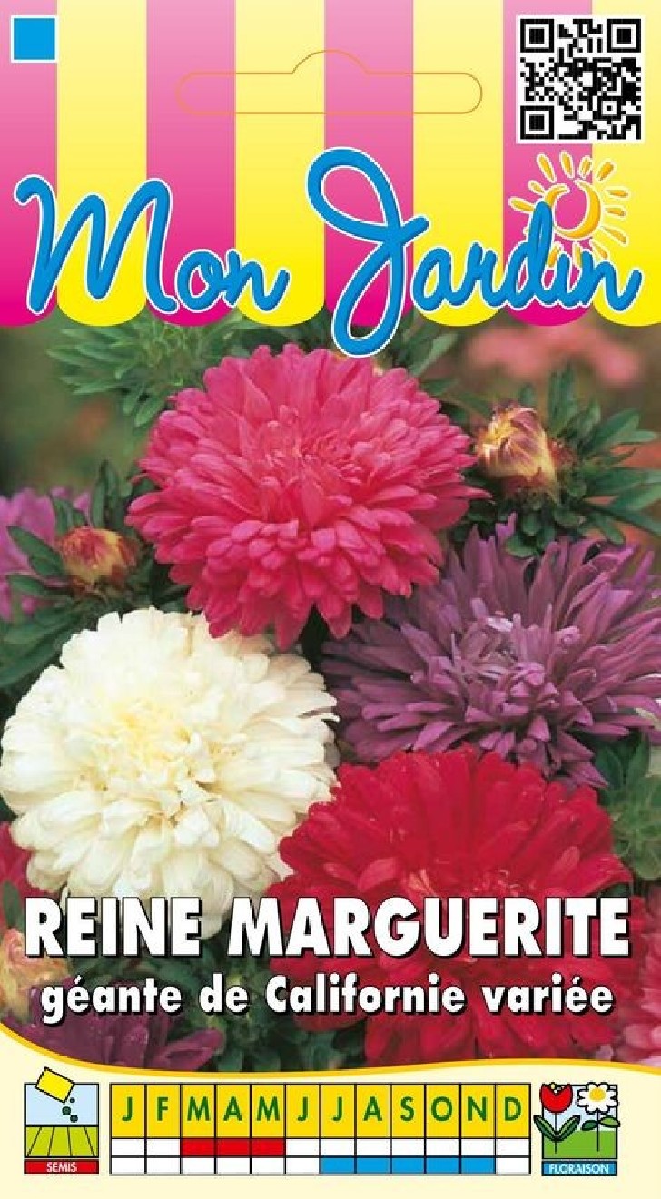 Reine Marguerite géante de Californie variée Reine Marguerite géante de Californie variée