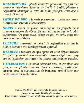 Maïs ornemental en mélange