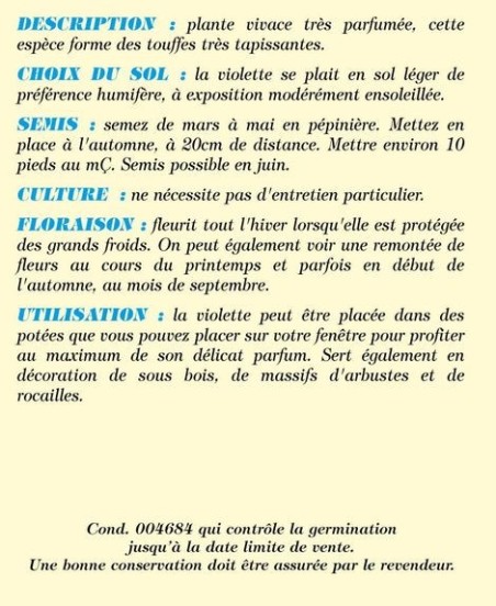 Violette odorante des 4 saisons