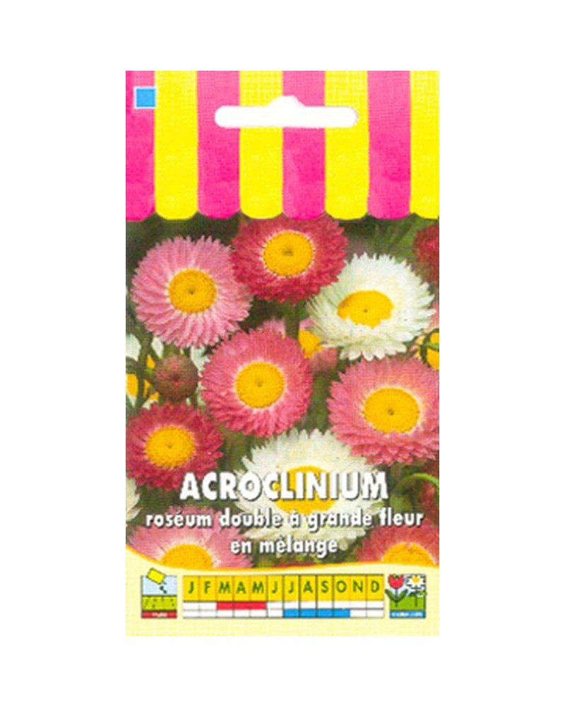 Acroclinium roséum double en mélange | Graines Bocquet