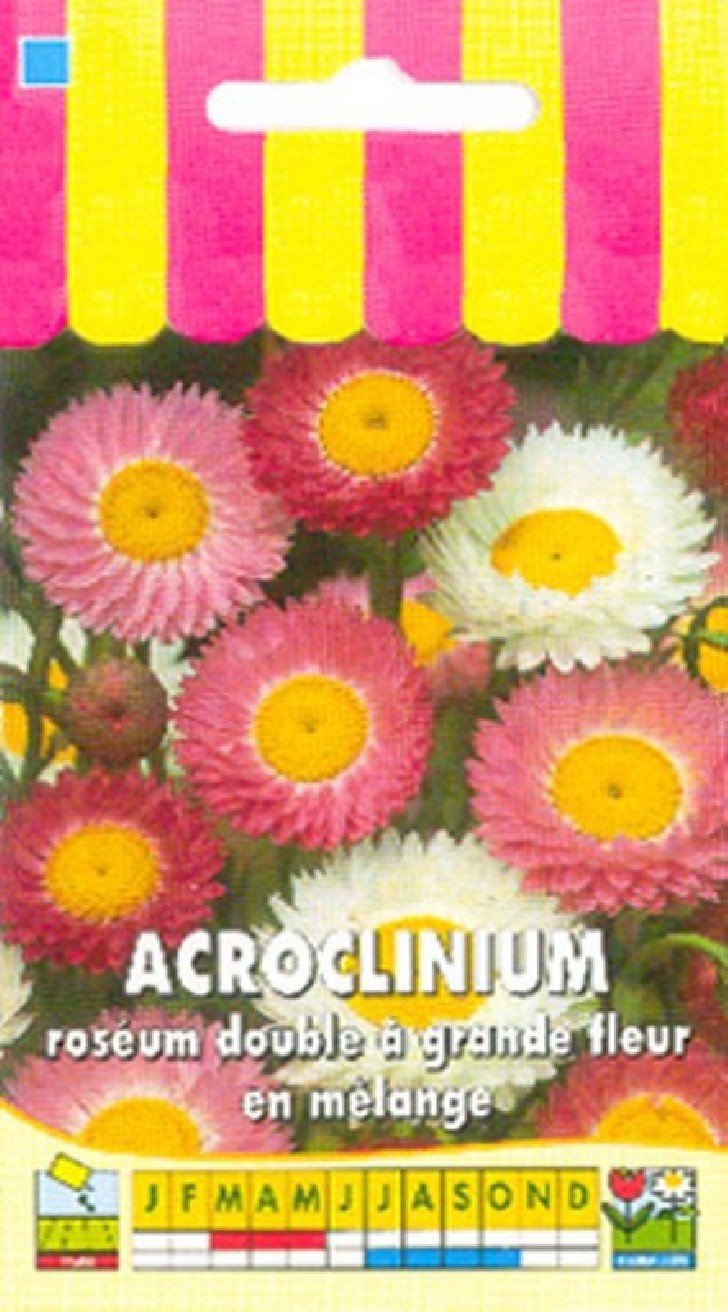 Acroclinium roséum double en mélange