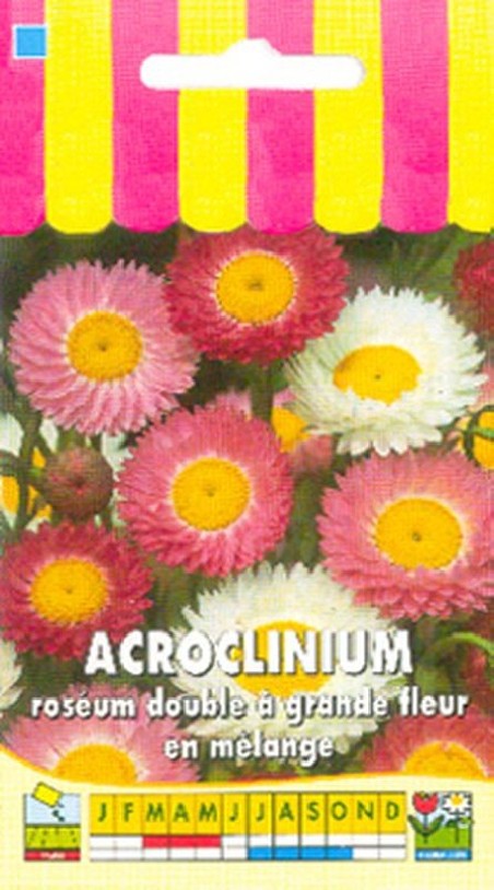 Acroclinium roséum double en mélange