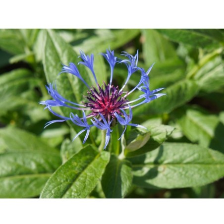 Centaurée Montana Bleue