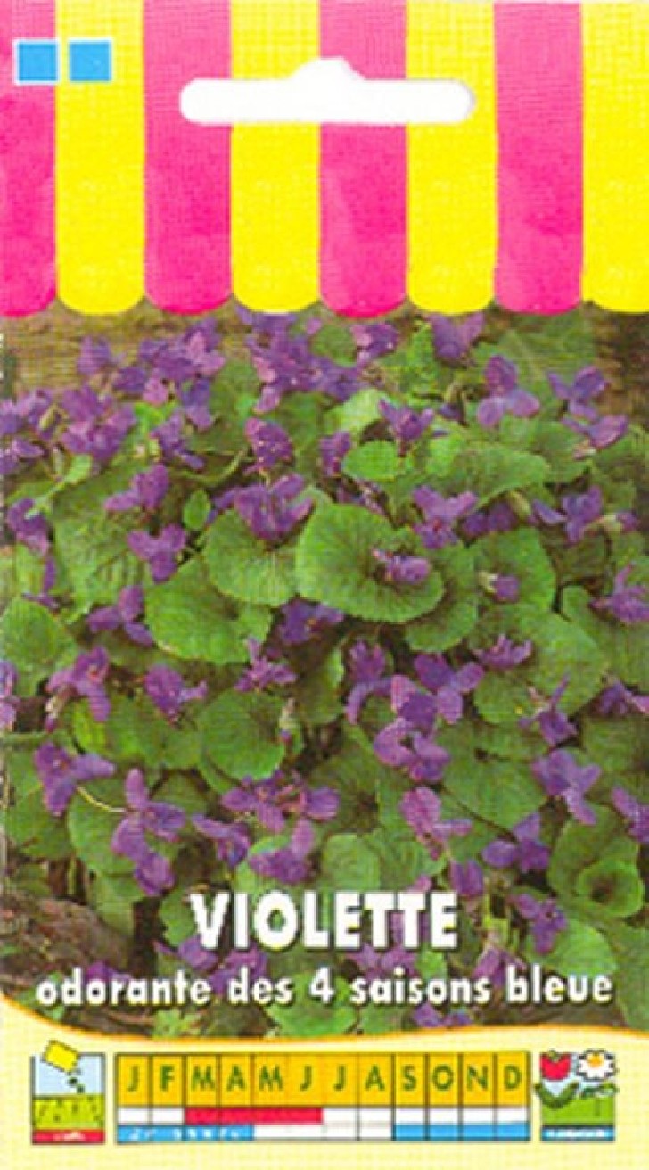 Violette odorante des 4 saisons