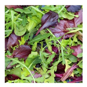 Graines de Mesclun Asiatique dragon mix à semer | Graines Bocquet