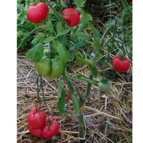 Graines de Tomate Old Norway à semer | Les Graines Bocquet