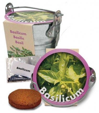 Basilic + pot zinc | Graines Bocquet