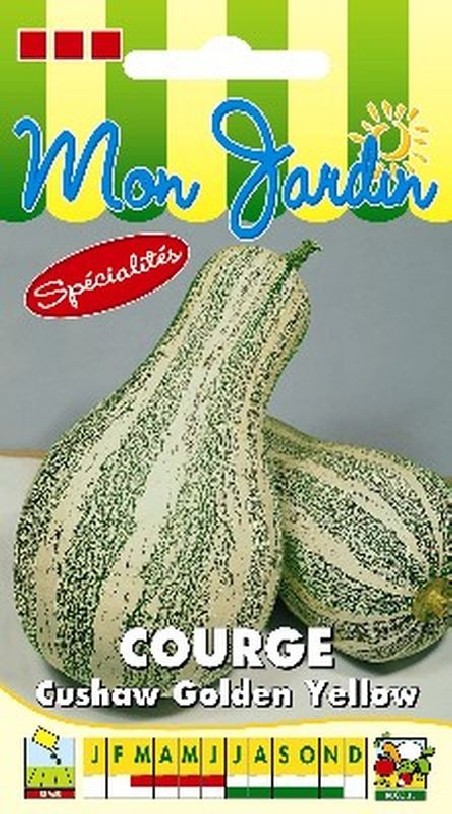 Courge Cushaw Golden