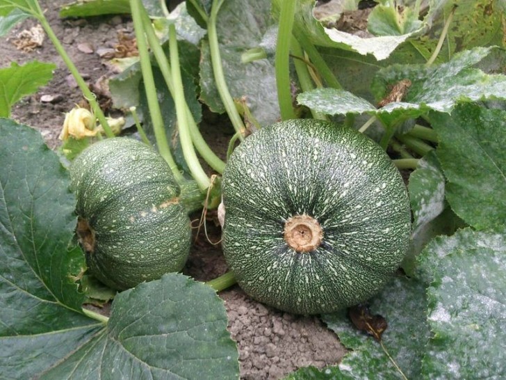 courgette de 224 fruit rond graines bocquet courgette de 224 fruit rond graines bocquet