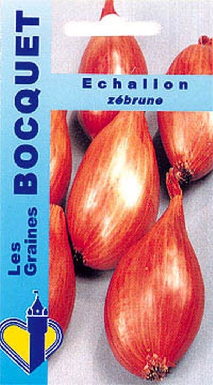 Oignon échalion Zébrune - Allium Cepa