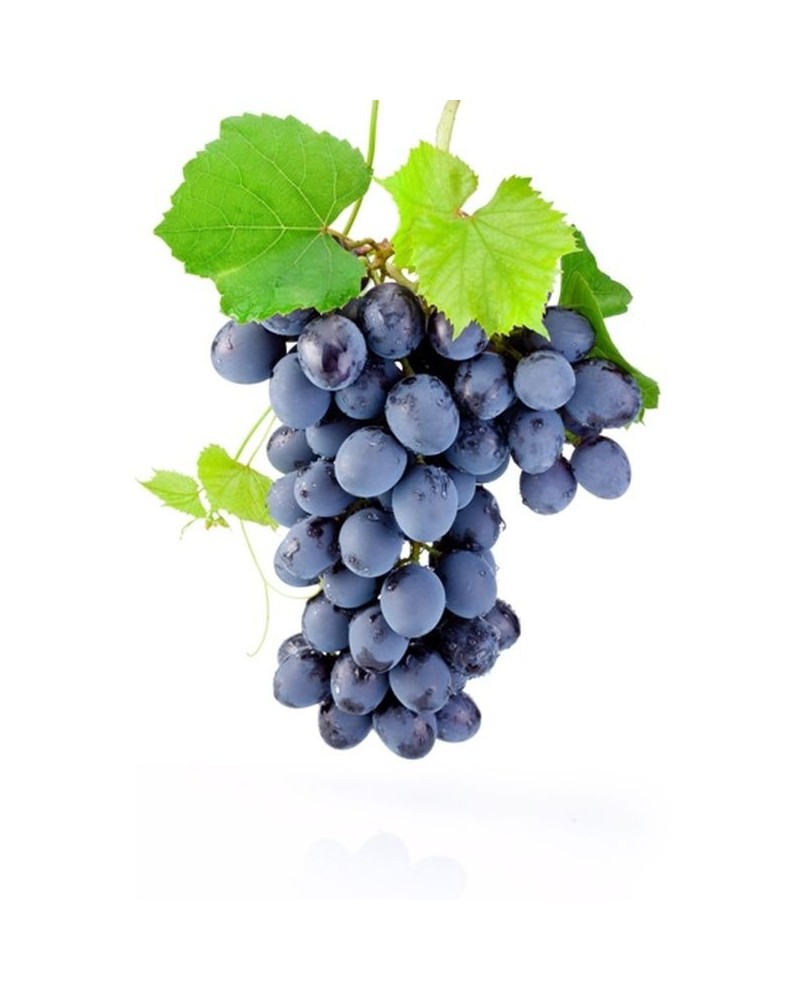 1 vigne à raisin de table noir | Graines Bocquet