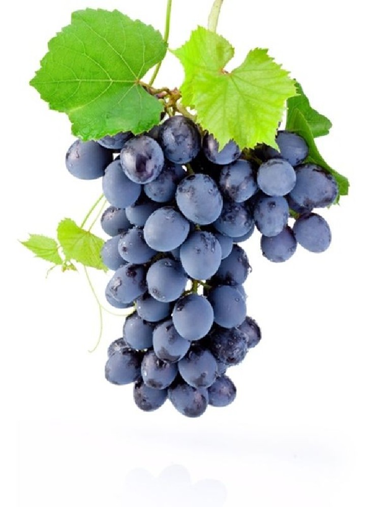 1 vigne à raisin de table noir