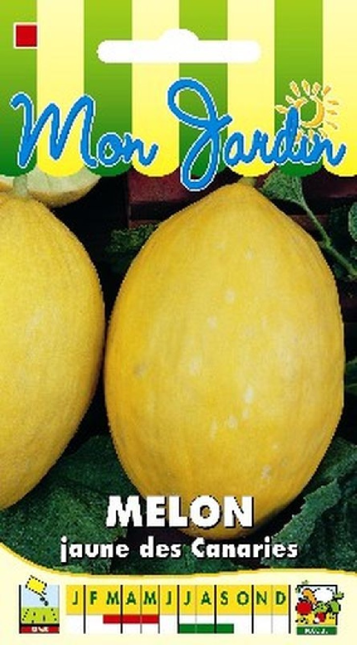 Melon Jaune des Canaries