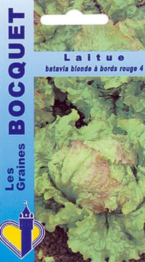 laitue batavia blonde à bords rouge-4 à semer | Graines Bocquet