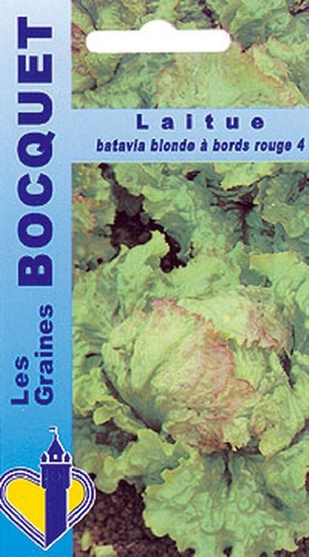 laitue batavia blonde à bords rouge-4 à semer | Graines Bocquet