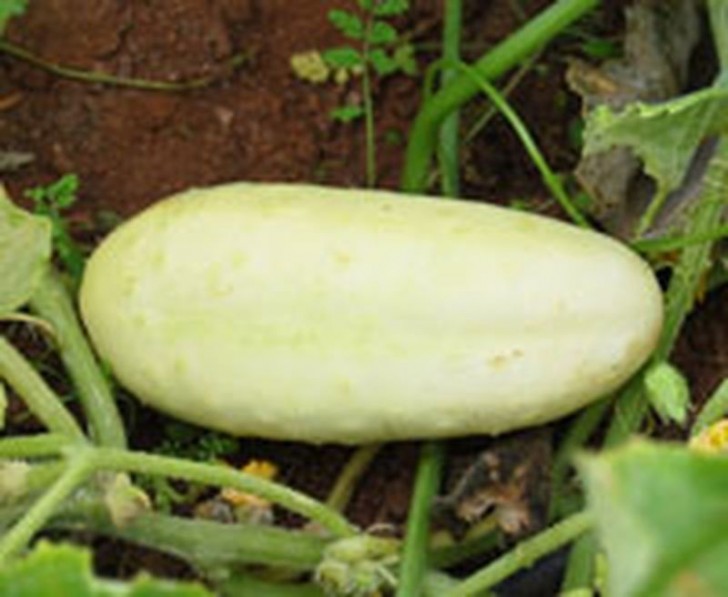 Concombre blanc hâtif ( White Wonder )