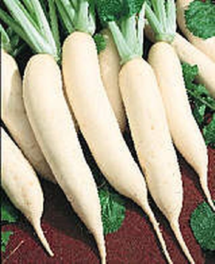 Navet blanc de Croissy Navet blanc de Croissy