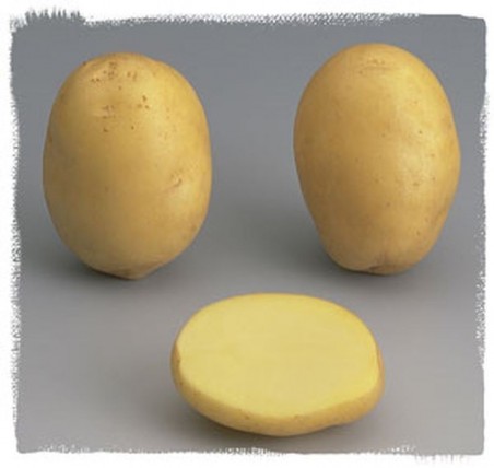 Pomme de terre Agata