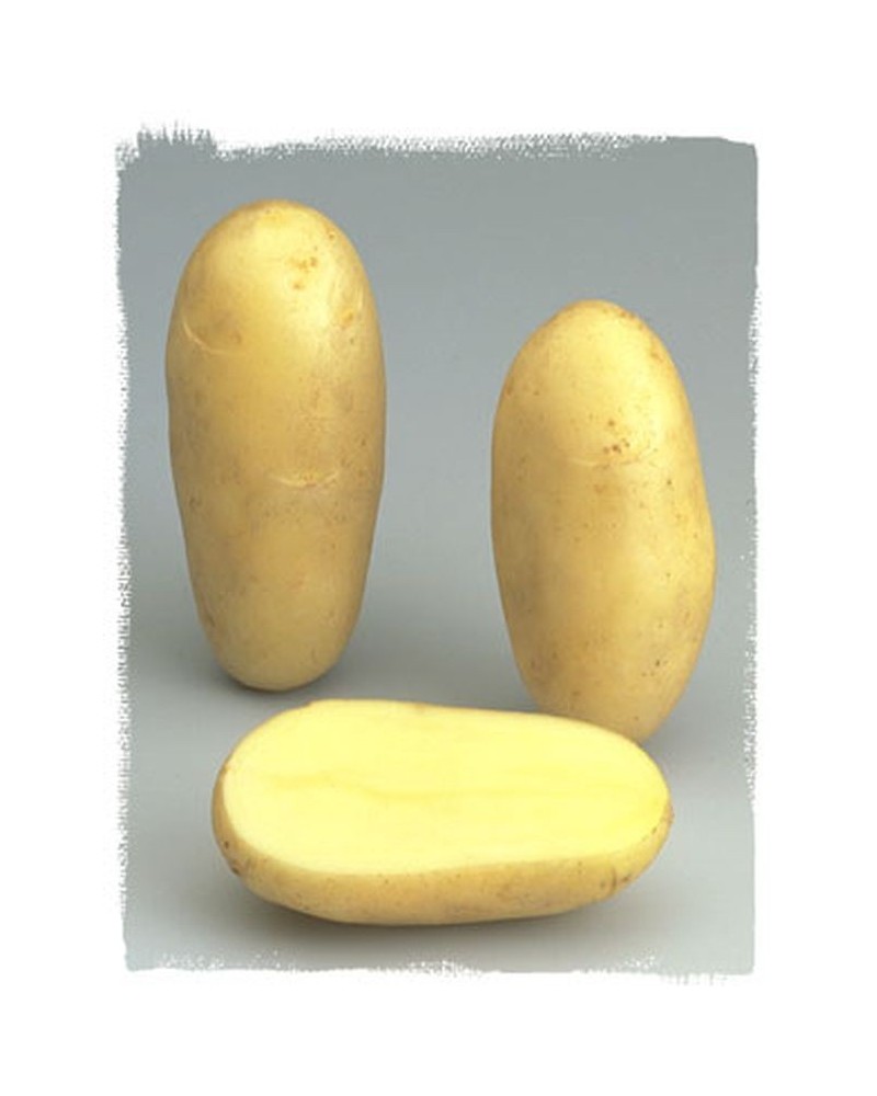 Plants de Pommes de terre Amandine à planter  | Graines Bocquet