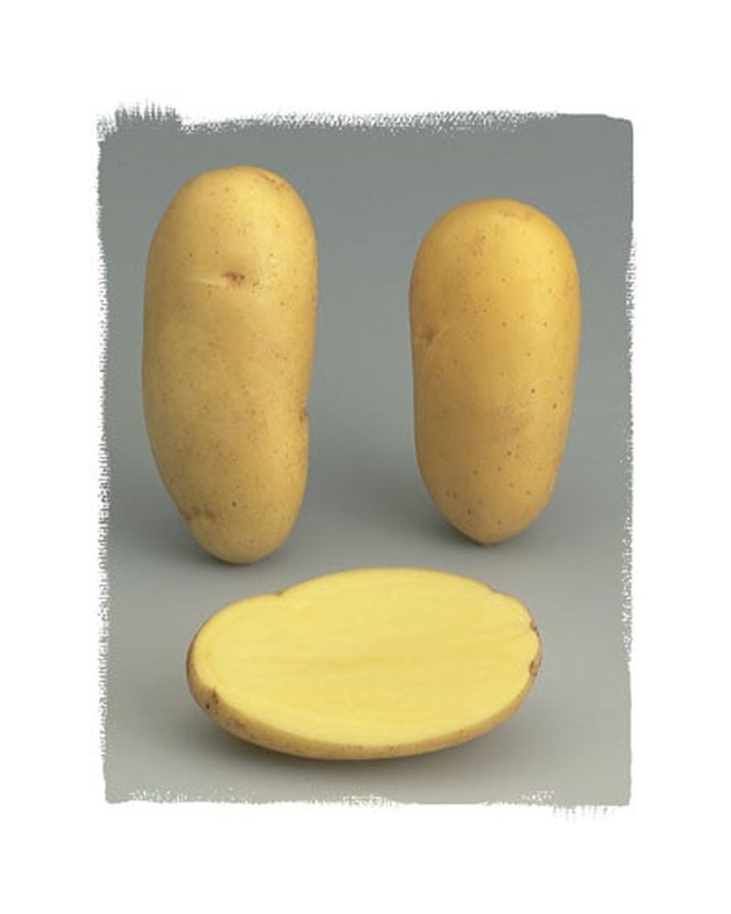 Plants de pomme de terre Charlotte BIO | Les Graines Bocquet