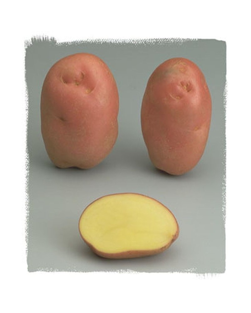 Plants de pomme de terre Désirée  BIO | Graines Bocquet