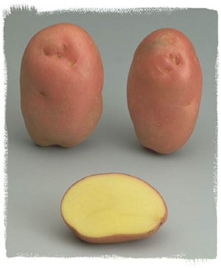 Pomme de terre Désirée à peau rouge Bio- certifiés ECOCERT FR-BIO-01