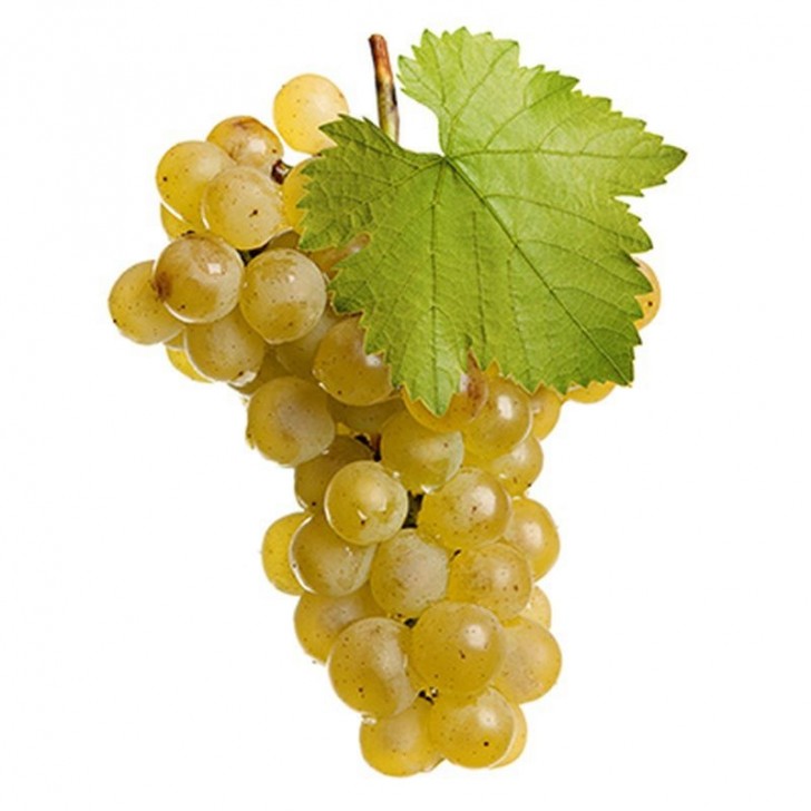 1 vigne à Raisin de table blanc | Graines Bocquet