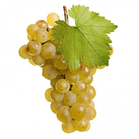 1 vigne à raisin de table blanc