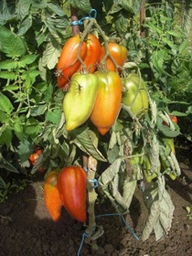 Graines de Tomate Andine Cornue à semer | Les Graines Bocquet