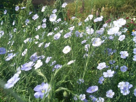 Graines de Lin vivace bleu à semer au jardin | Graines Bocquet