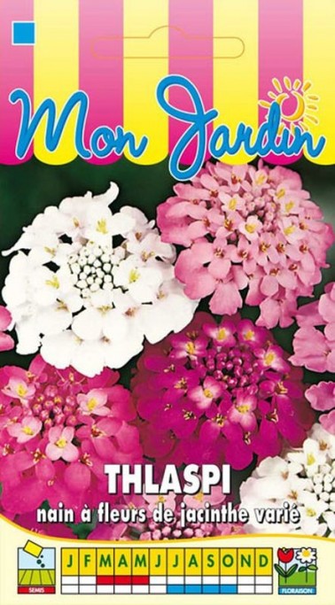 Thlaspi nain à fleurs de jacinthe varié | Graines Bocquet