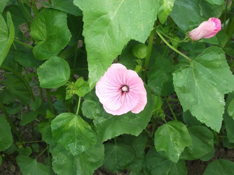Lavatère à grande fleur rose carmin | Graines Bocquet