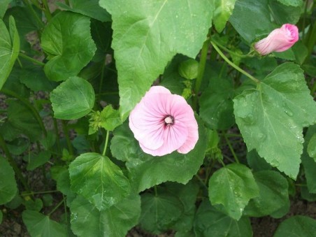 Lavatère à grande fleur rose carmin | Graines Bocquet