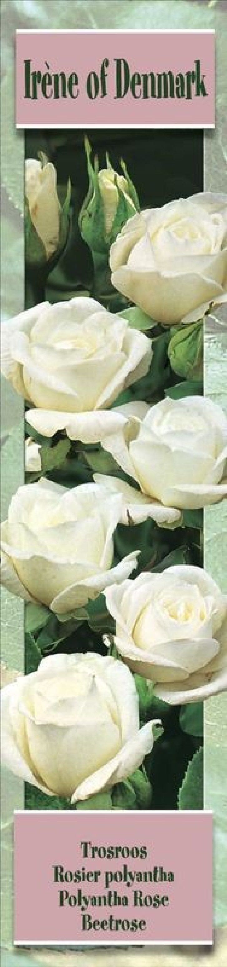 Rosier buisson Irene of Denmark blanc- 1 Plant