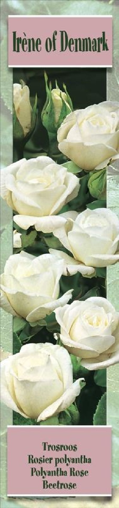 1 Rosier polyantha Irene of Demmark blanc | Graines Bocquet