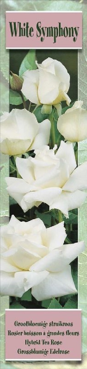 1 Rosier buisson White Symphony blanc | Graines Bocquet