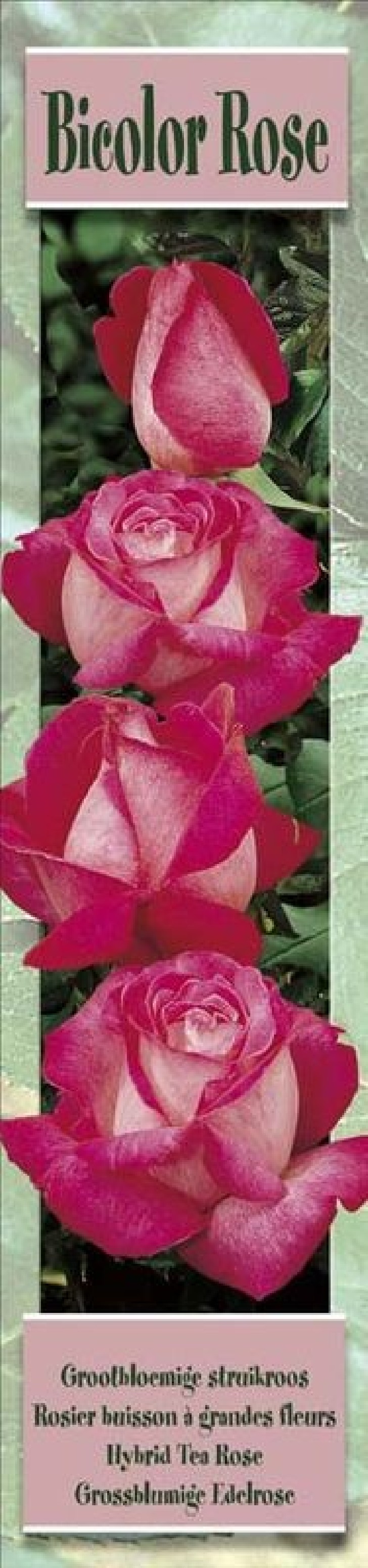 Rosier buisson Bicolor Rose - 1 plant | Graines Bocquet